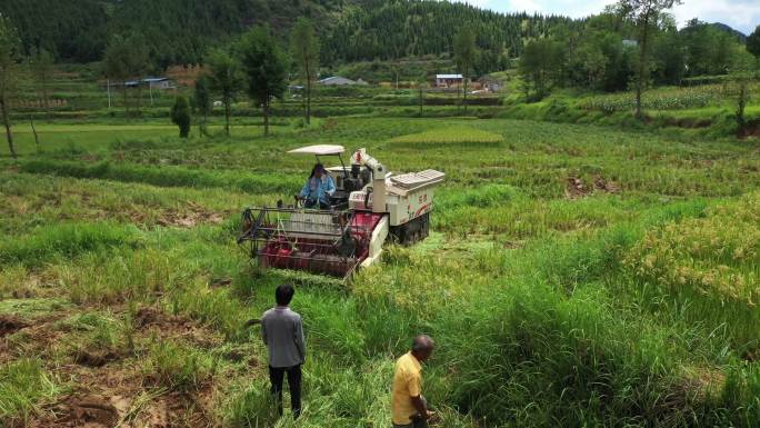 4K航拍农村打谷机收割水稻