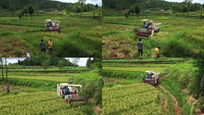 4K航拍农村打谷机收割水稻