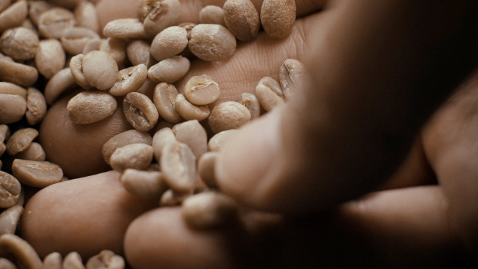 慢动作-生咖啡豆挑选