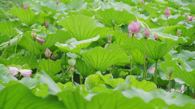 【原创】微山湖荷花