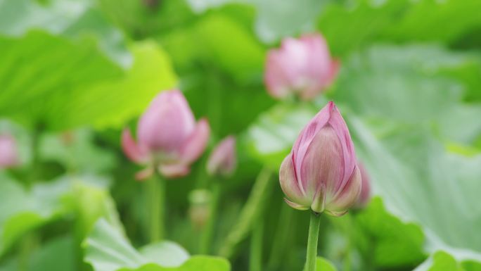 【原创】洪湖荷花