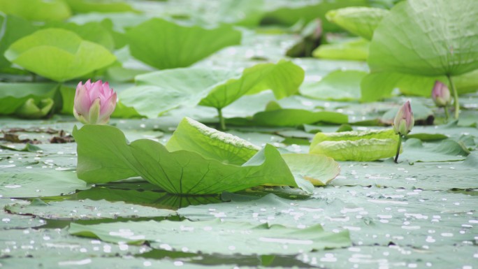 【原创】荷花