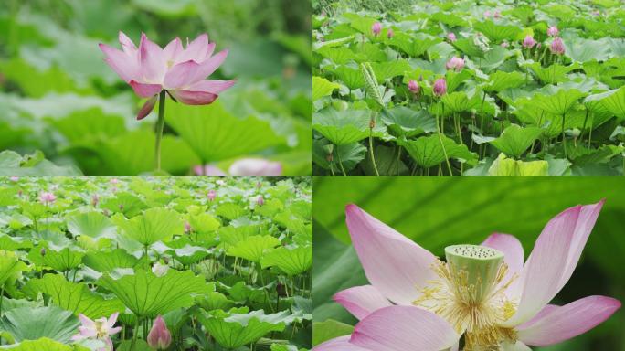 【原创】东湖荷花