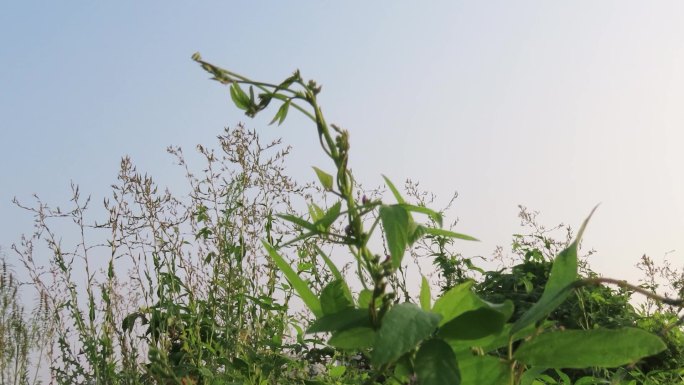 野大豆的花朵与枝蔓