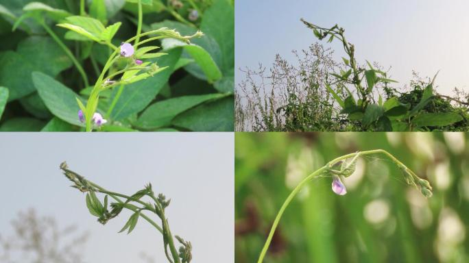 野大豆的花朵与枝蔓