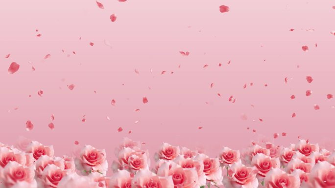4K粉色玫瑰花瓣唯美循环