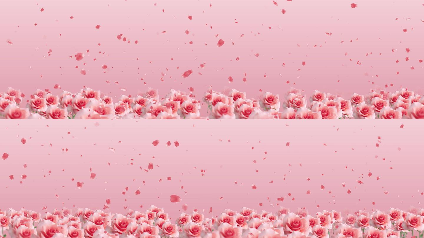 4K粉色玫瑰花瓣唯美循环