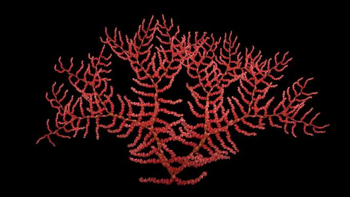4K红珊瑚通道合成素材