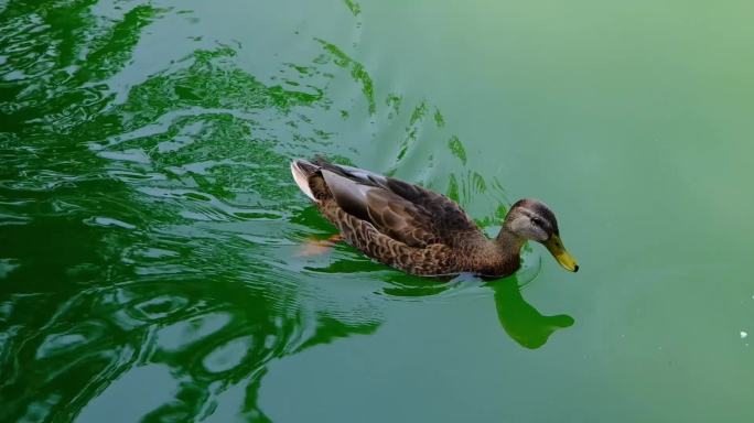 夏天阳光绿水麻鸭划水觅食