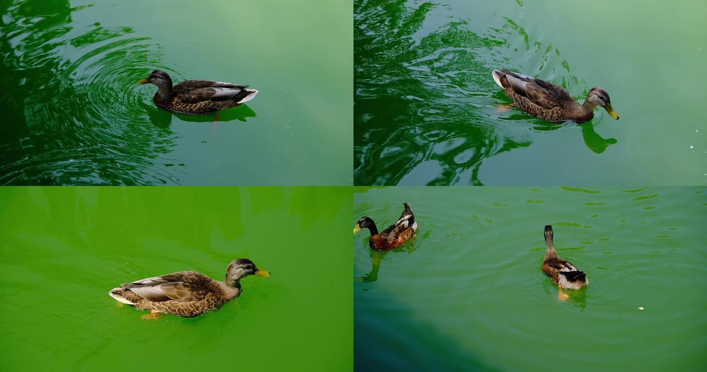 夏天阳光绿水麻鸭划水觅食