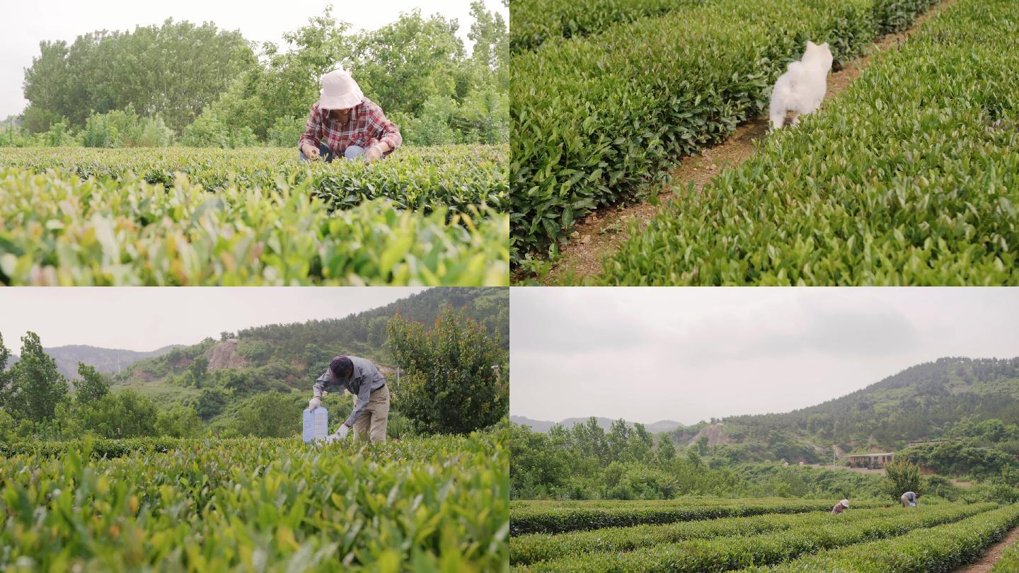 4K茶叶崂山茶绿茶采摘种植狗宠物茶农