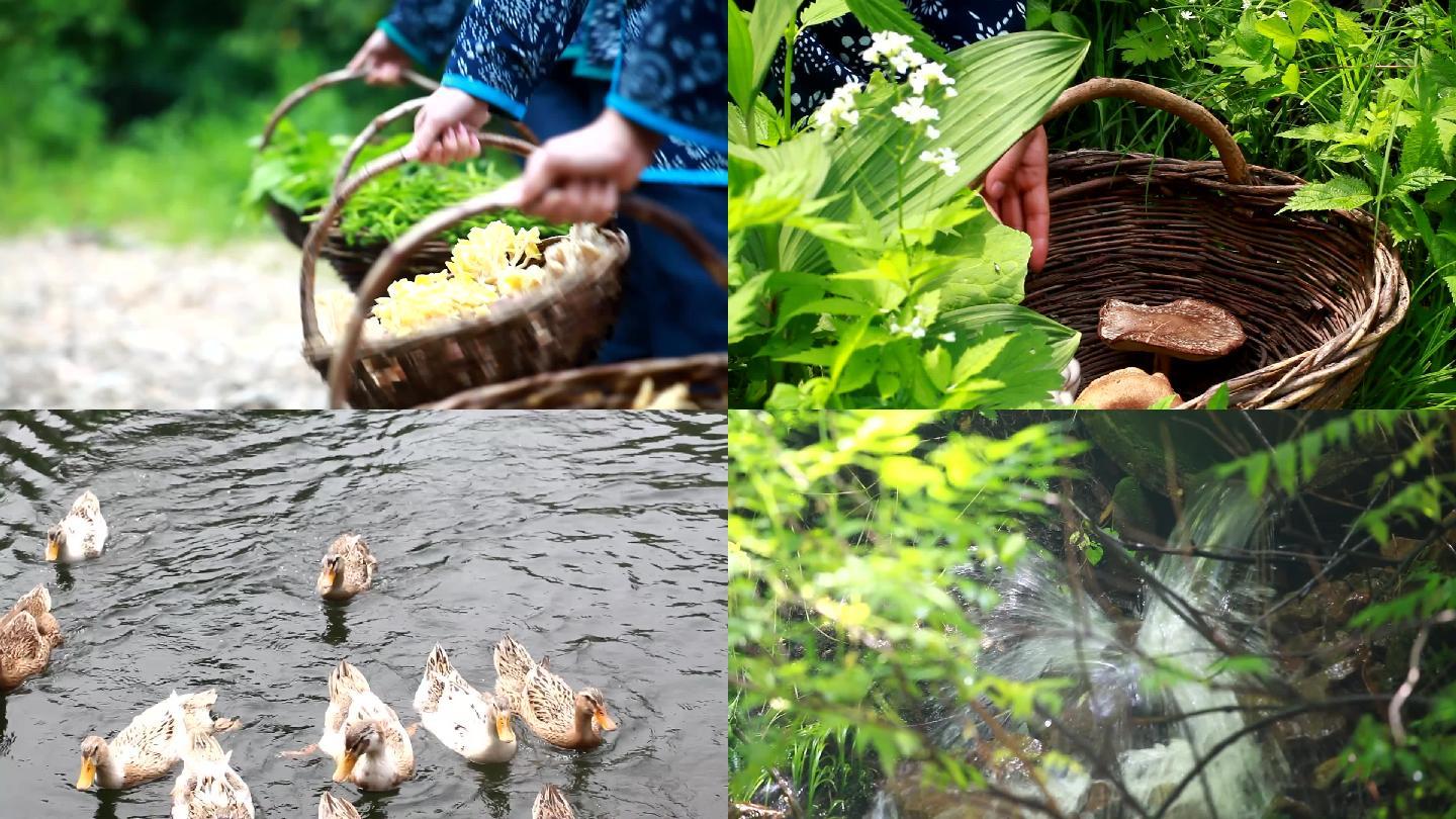 原生态无污染采野菜蘑菇鸭子