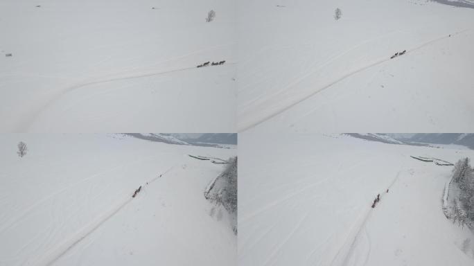 4k冬季雪景马拉犁航拍