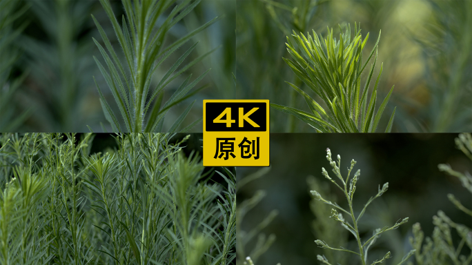 唯美飞蓬草空镜【4K】