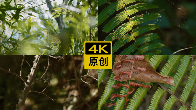 唯美树林空镜，电影画质。01【4K】