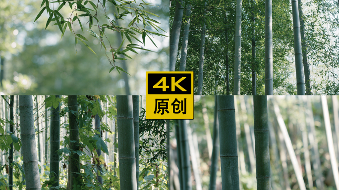 唯美竹林空镜，电影画质【4K】