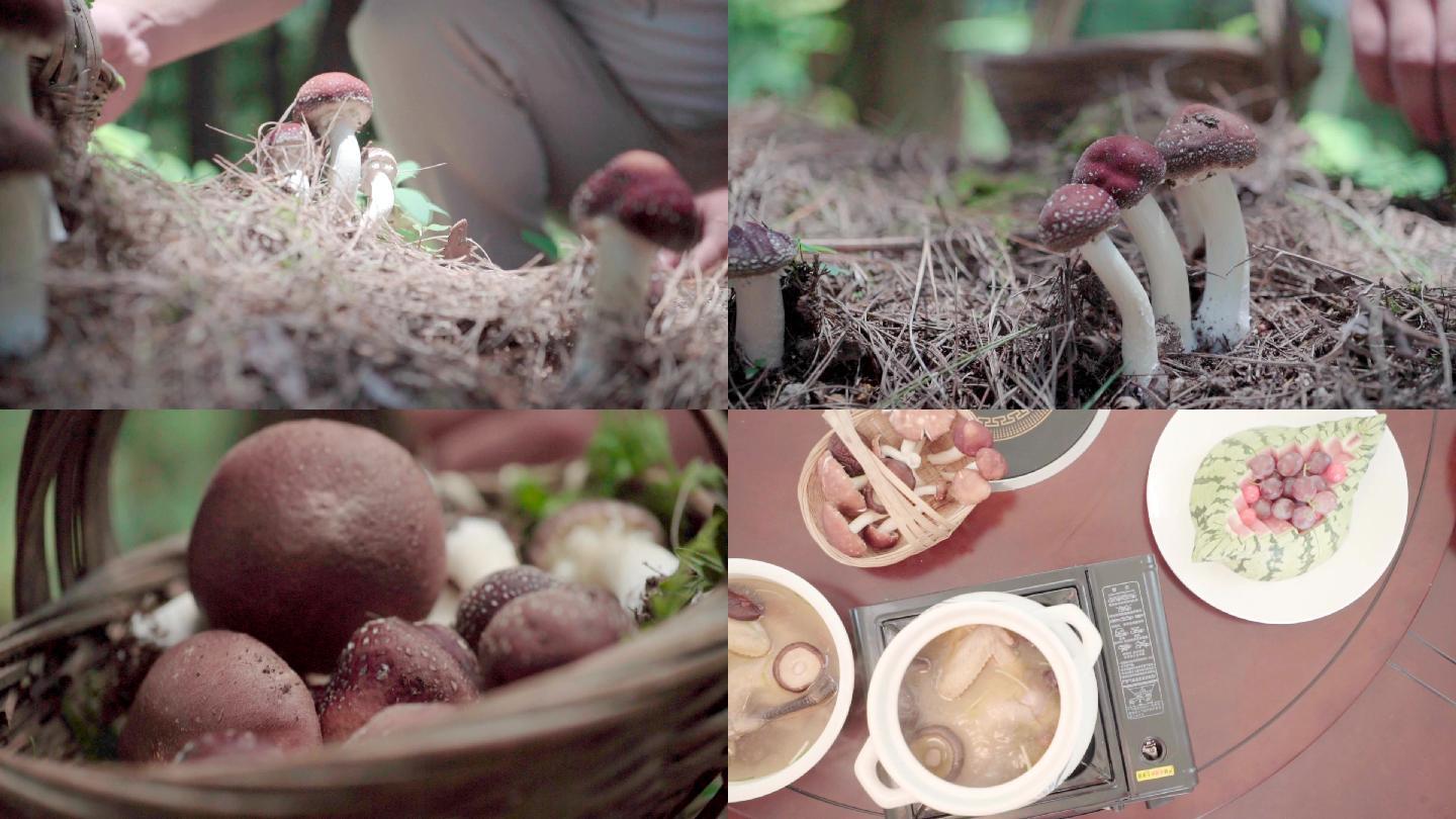 蘑菇采蘑菇蘑菇鸡汤