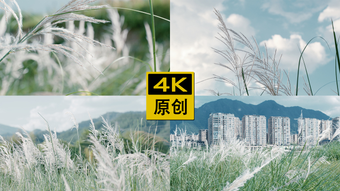 唯美芦苇、芒草、白茅、荻空镜【4K】