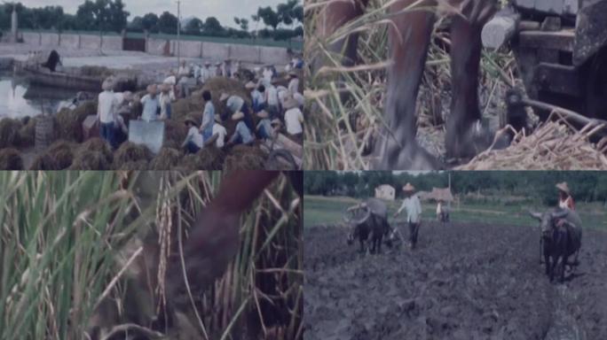 80年代农村水稻收成