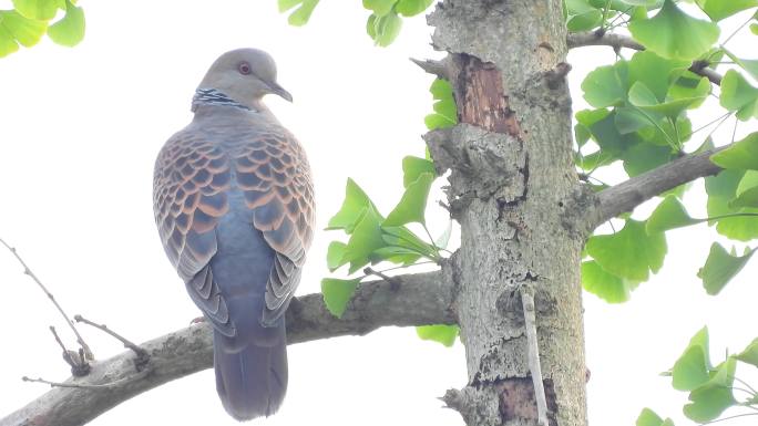 山斑鸠虎纹斑鸠鱼鳞斑鸠叫声