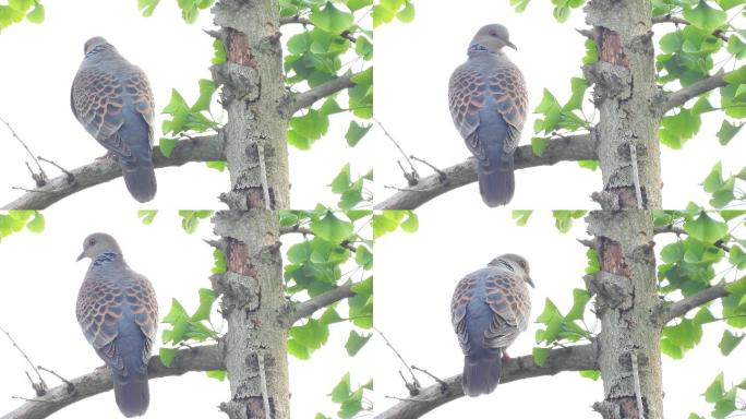 山斑鸠虎纹斑鸠鱼鳞斑鸠叫声