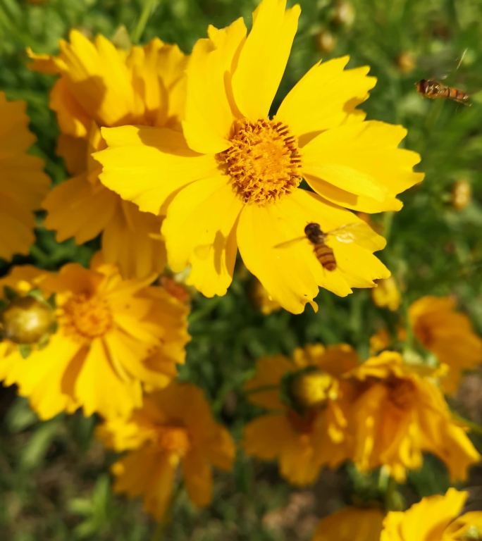 盛开的金鸡菊和飞舞的小蜜蜂竖屏视频