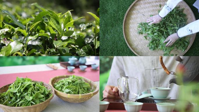 精品红茶采摘制作泡茶全过程