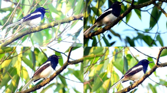 鹊鸲四喜公鸟真漂亮，站在树枝上唱歌，很好