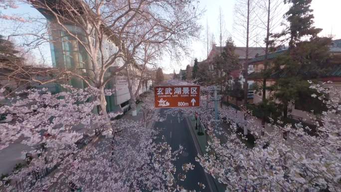 南京鸡鸣寺樱花大道穿越机素材