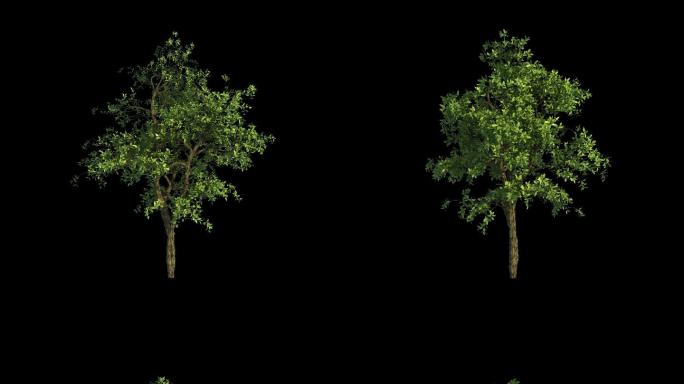 树木生长b_正视图+旋转（带透明通道）