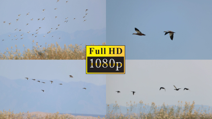 湿地飞鸟【1080P】