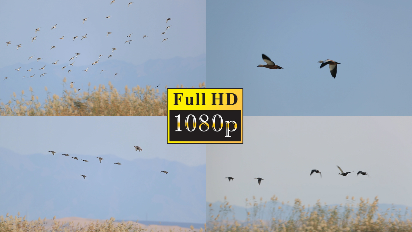 湿地飞鸟【1080P】
