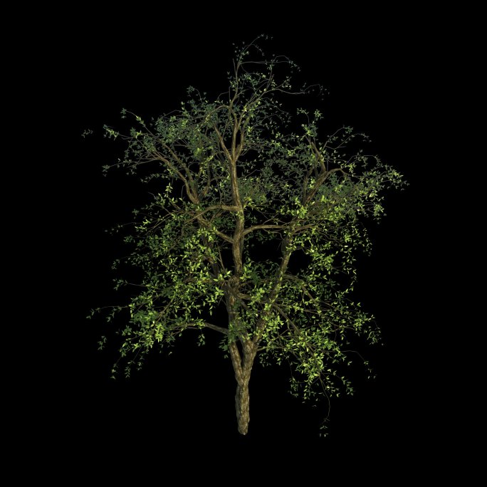 树木生长c_俯视图（带透明通道）