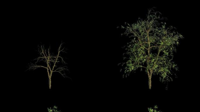 树木生长c_俯视图（带透明通道）