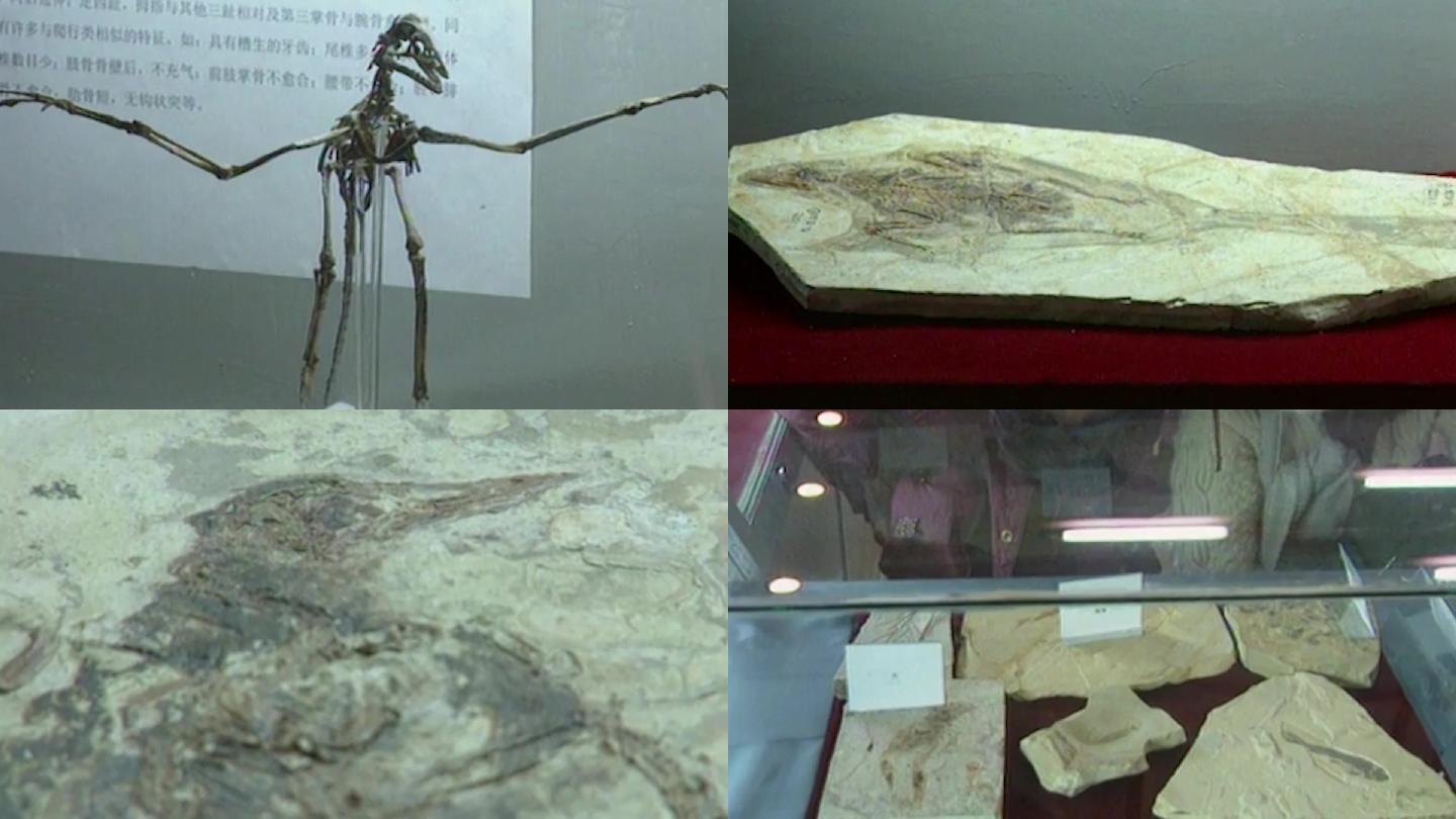 90年代古鸟类化石展览