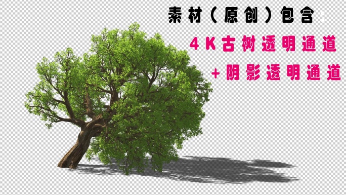 4K高清紫荆树+阴影通道