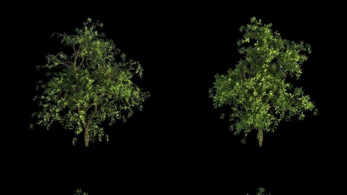 树木生长d_俯视图+旋转（带透明通道）