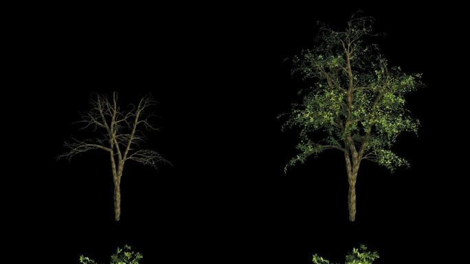 树木生长a_正视图（带透明通道）