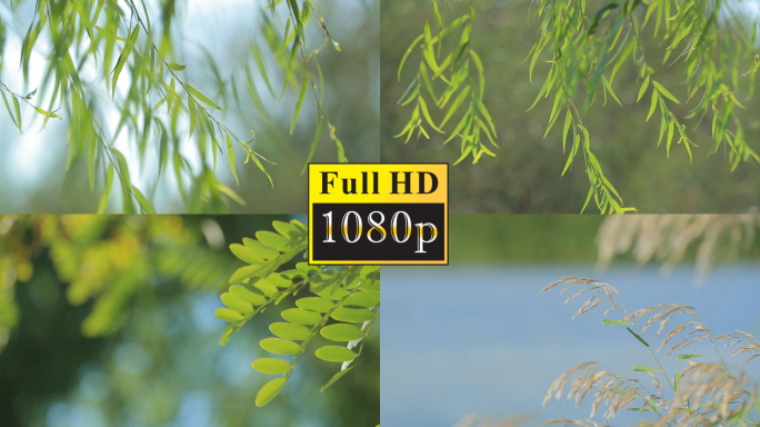 唯美湿地绿植【1080P】