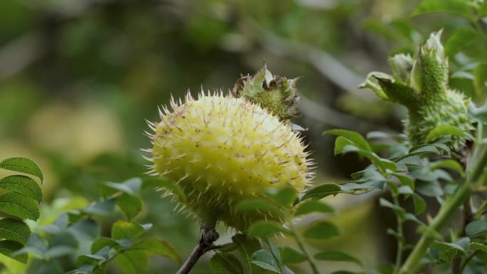 野生植物水果刺梨花维C之王