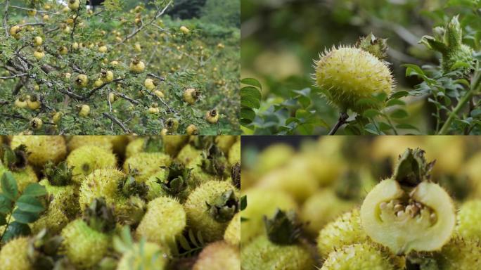 野生植物水果刺梨花维C之王