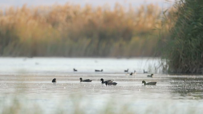 沼泽湖的野鸭子空镜实拍【1080P】