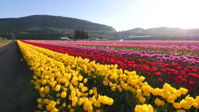 4K郁金香花海旋转镜头鲜花美景自然公园