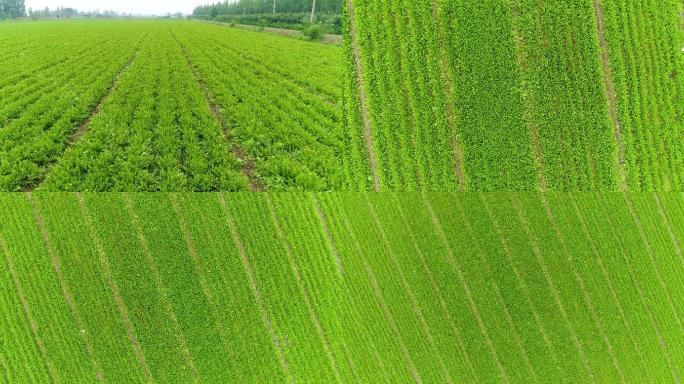 大面积蒲公英种植基地航拍