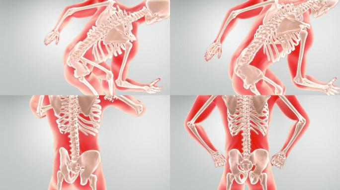 人体腰椎骨骼动画