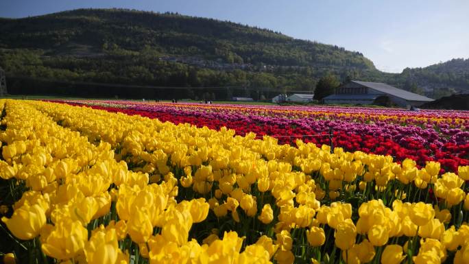 4K郁金香花海旋转镜头鲜花美景自然公园