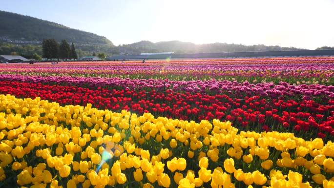 4K郁金香花海旋转镜头鲜花美景自然公园