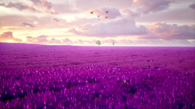 罗曼蒂克法国紫色薰衣草花海风景