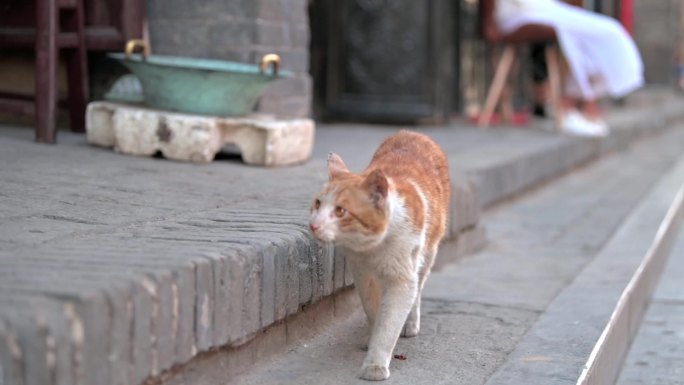 慵懒阳光猫走在路上