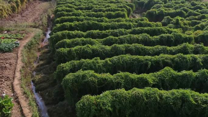 姜薯种植地航拍